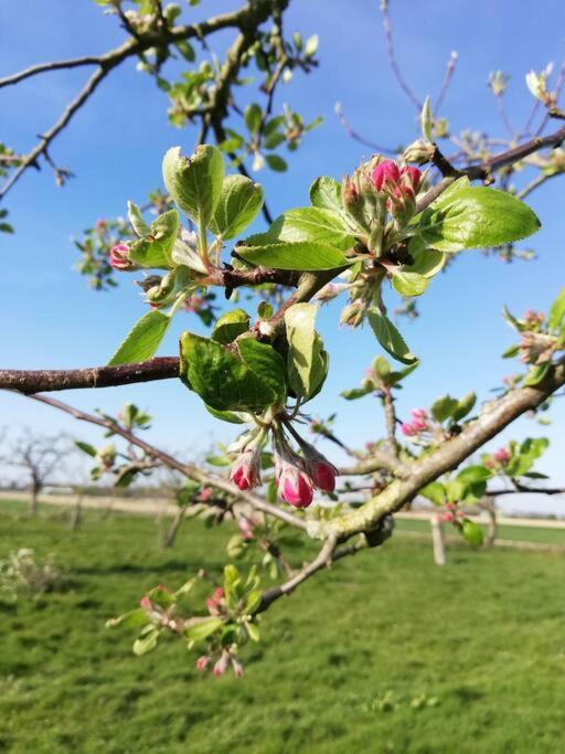 'T Pekelhuis - Vakantiehuisje Op Boerderij Huize Blokland Hem Exteriör bild
