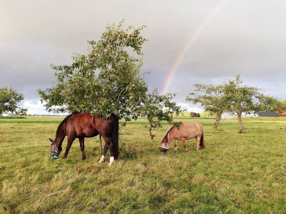 'T Pekelhuis - Vakantiehuisje Op Boerderij Huize Blokland Hem Exteriör bild